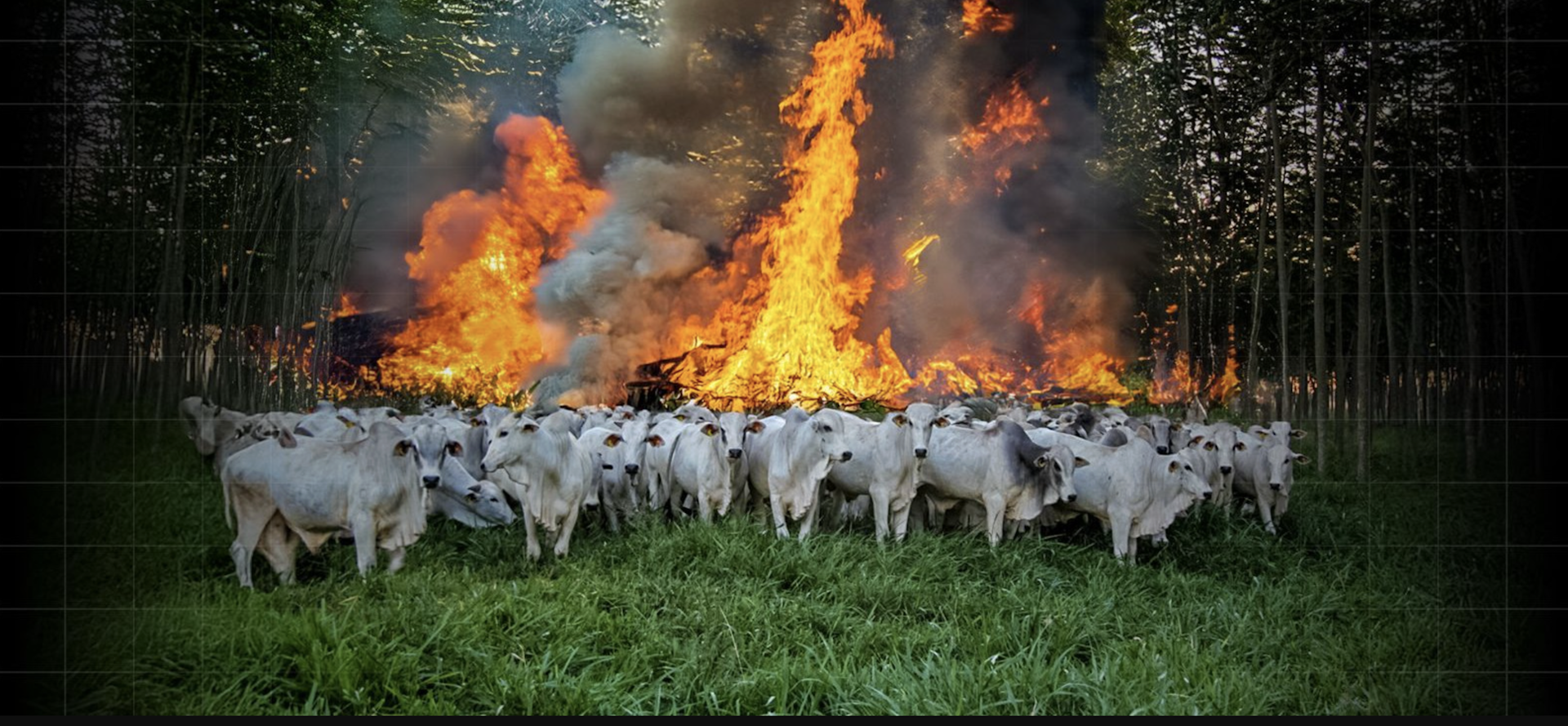 Podcast ‘Vozes do Sul’, episódio 3: Gestão inteligente do fogo e inovações na pecuária podem minimizar aquecimento global