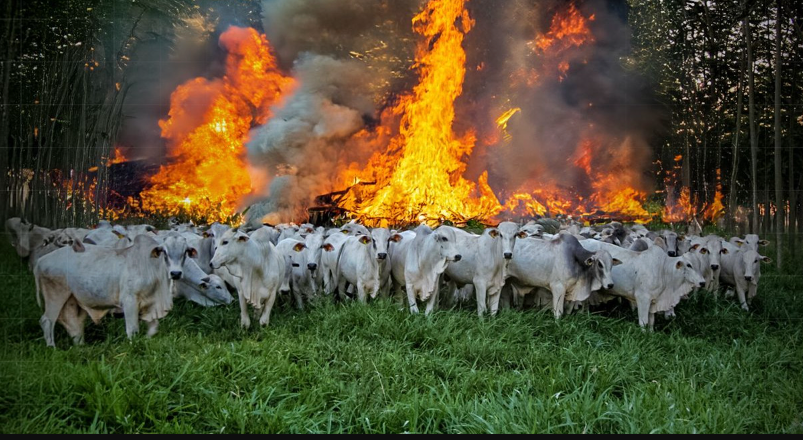 Podcast ‘Vozes do Sul’, episódio 3: Gestão inteligente do fogo e inovações na pecuária podem minimizar aquecimento global