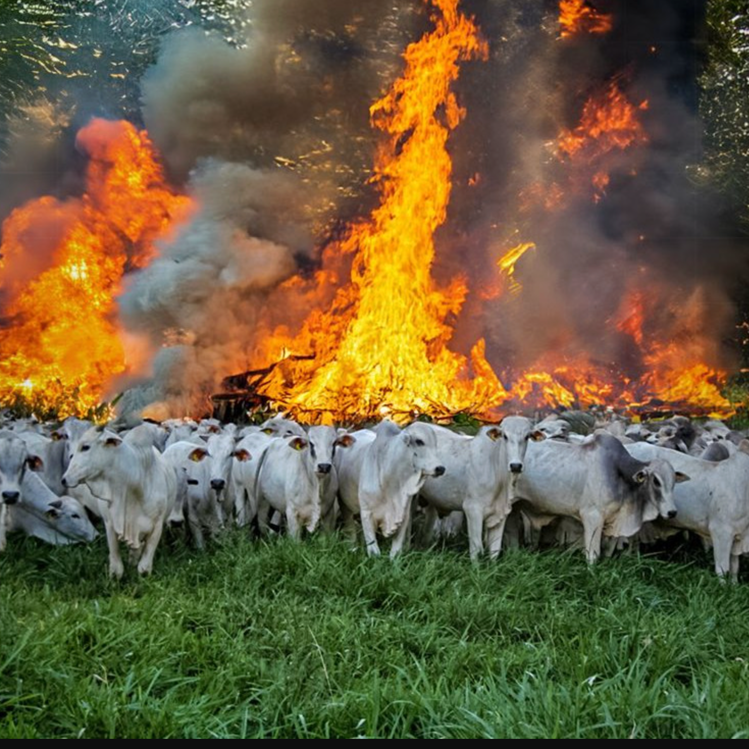 Podcast ‘Vozes do Sul’, episódio 3: Gestão inteligente do fogo e inovações na pecuária podem minimizar aquecimento global