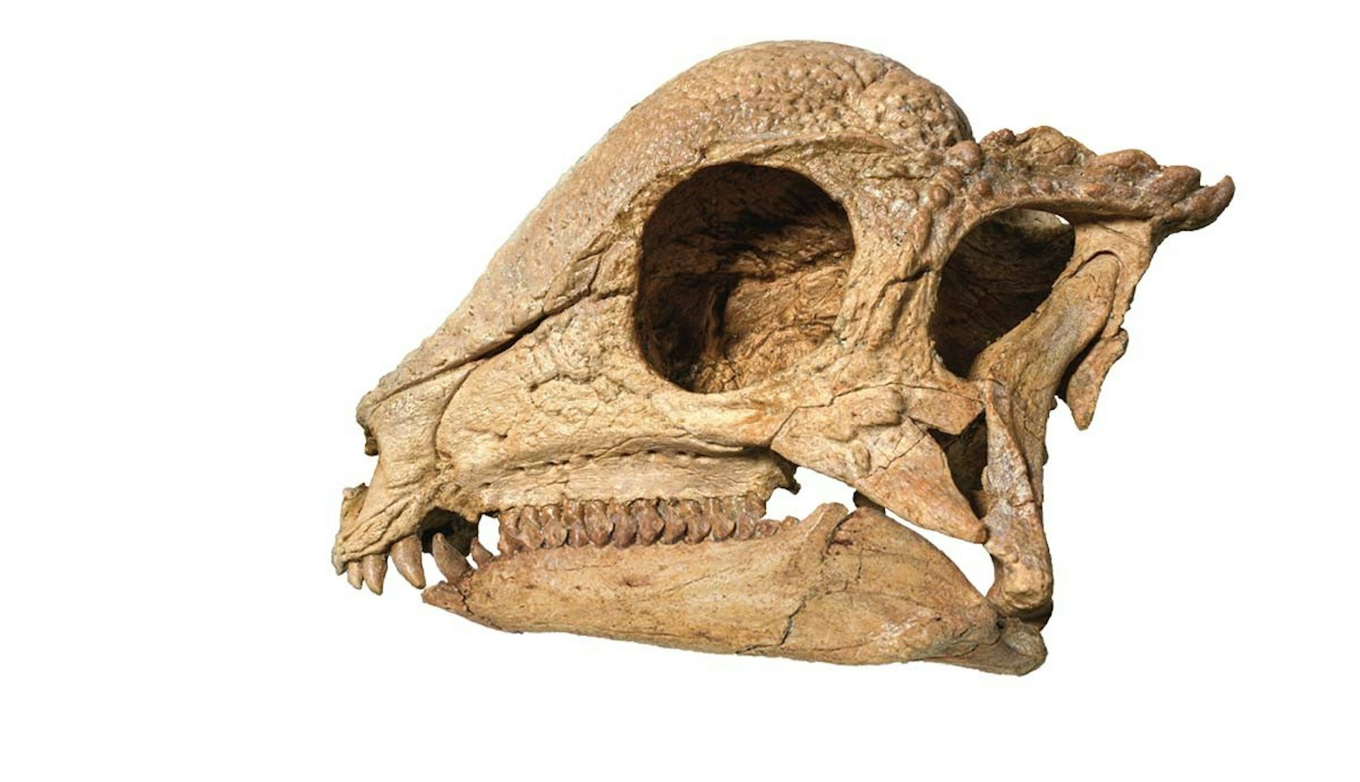 Photo of dinosaur skull