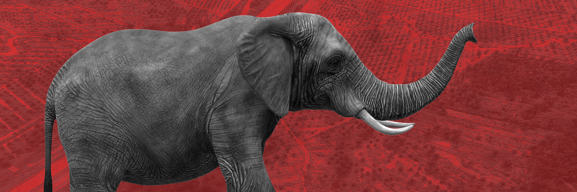 Luka gajah Tesso Nilo: Mampukah program restorasi pemerintah memulihkan ekosistem?