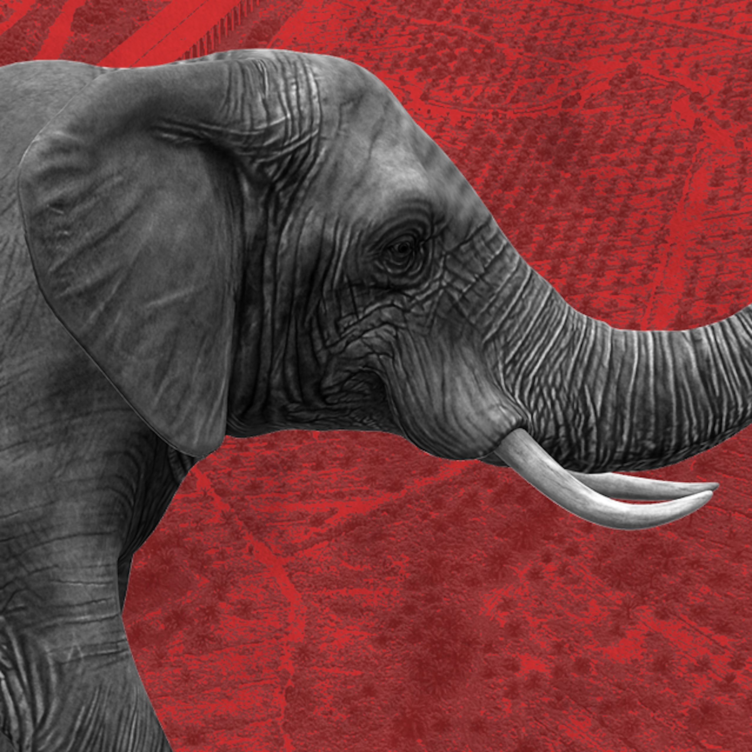 Luka gajah Tesso Nilo: Mampukah program restorasi pemerintah memulihkan ekosistem?