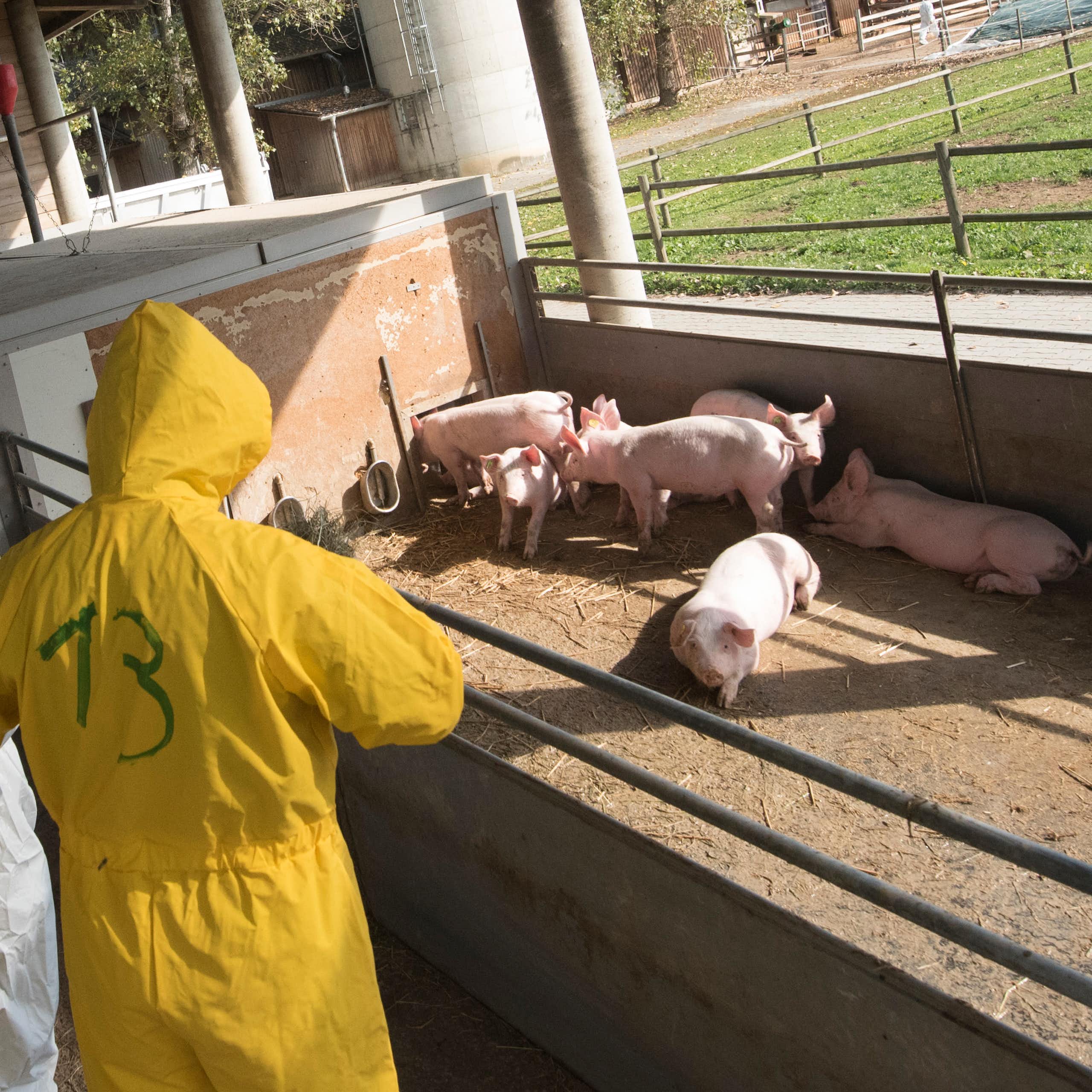 Cerdos en una explotación porcina, con dos personas ataviadas con un mono protector en primer plano.
