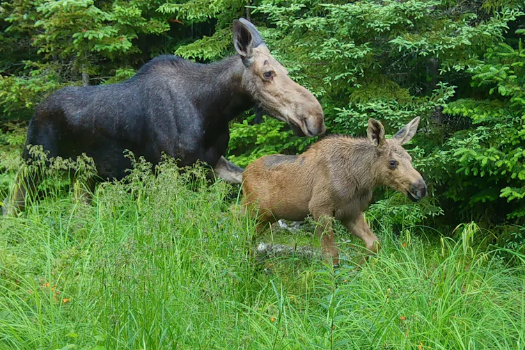 A young moose and an adult moose run through a meadow.