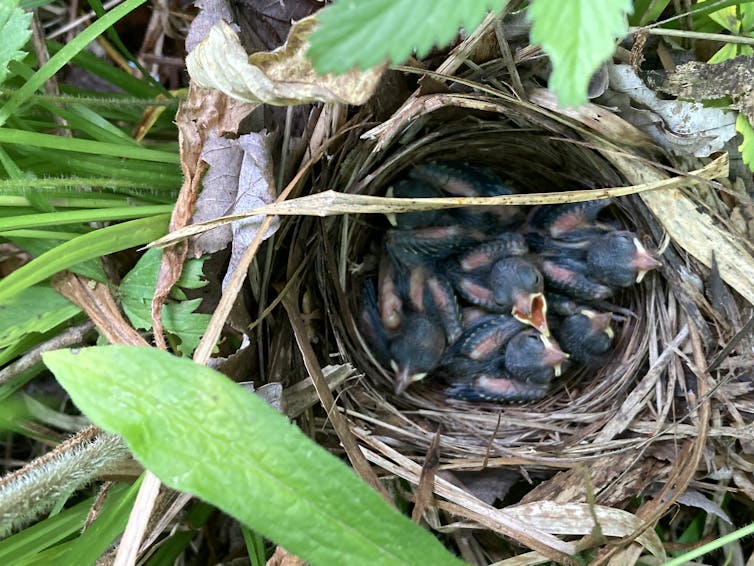 nido lleno de pajaritos, uno boca arriba con la boca abierta
