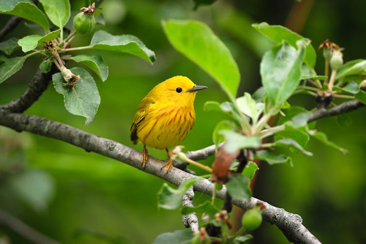 small bright yellow bird sits on a branch