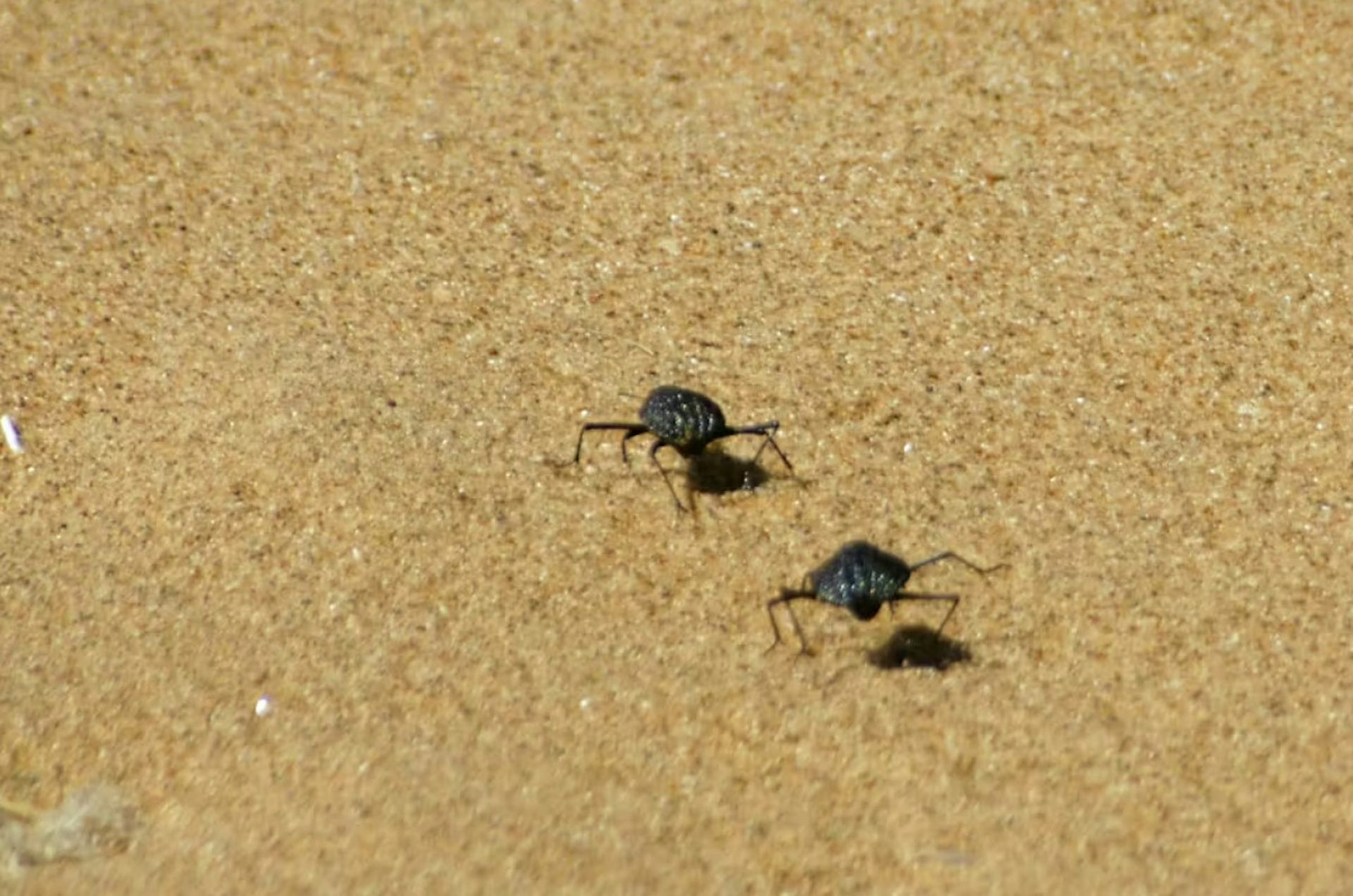 Two beetles on a sandy surface