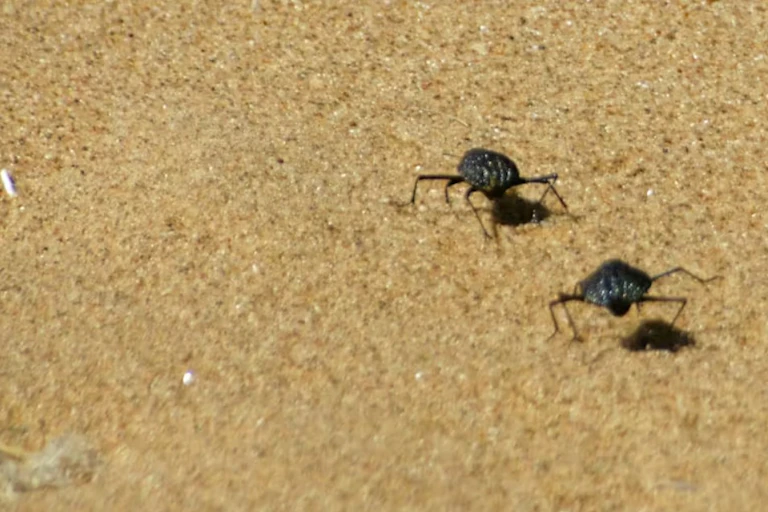 Two beetles on a sandy surface