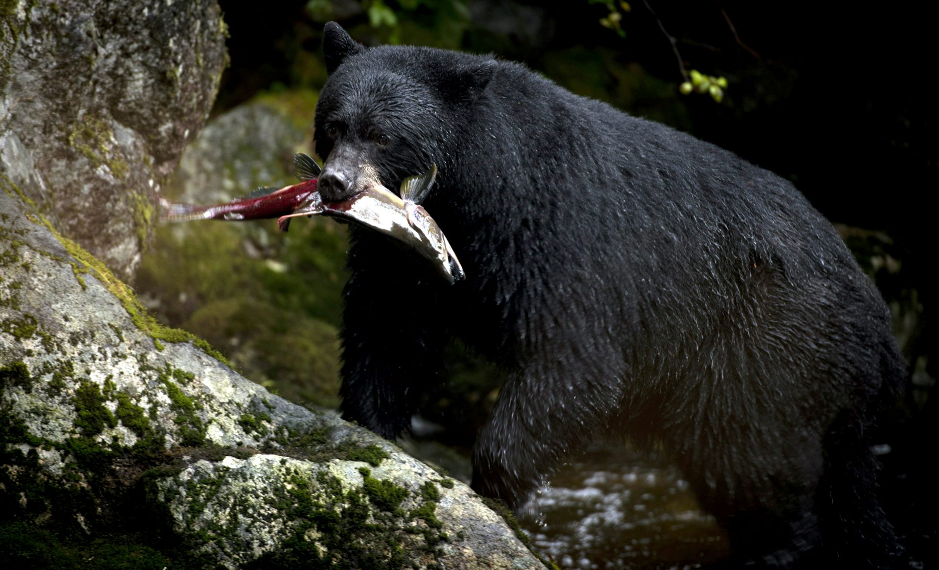 A black bear with a bloody fish in its mouth.