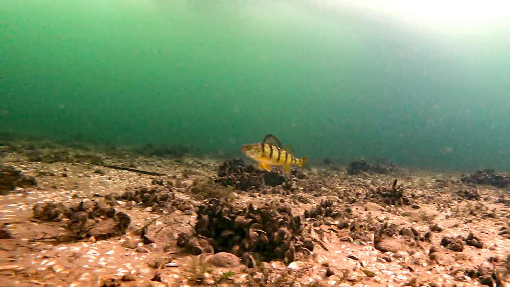 Fish Audio PFAS are turning up in the Great Lakes, putting fish and water supplies ...