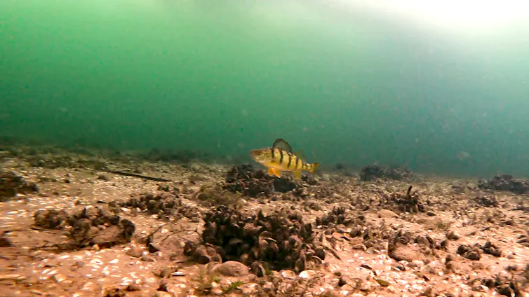 A yellow perch swims under the ice in Sturgeon Bay in Door County, Wisconsin.