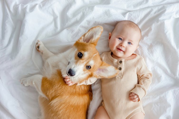 How a wholesome intestine may assist your child sleep higher 1 A smiling infant and ginger corgi pembroke lying together on a white sheet.