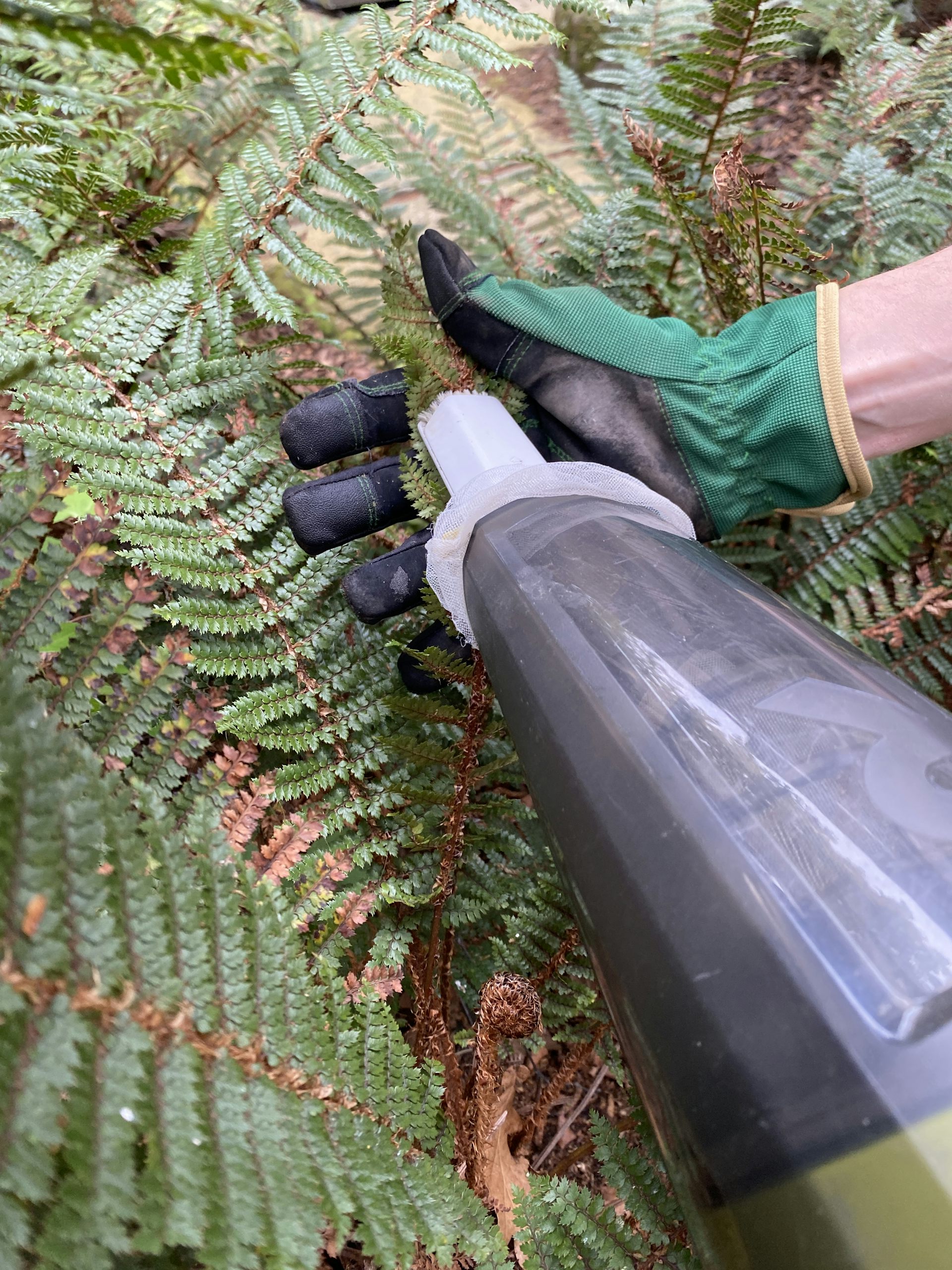 A handheld vacuum used to suck insects of fern leaves
