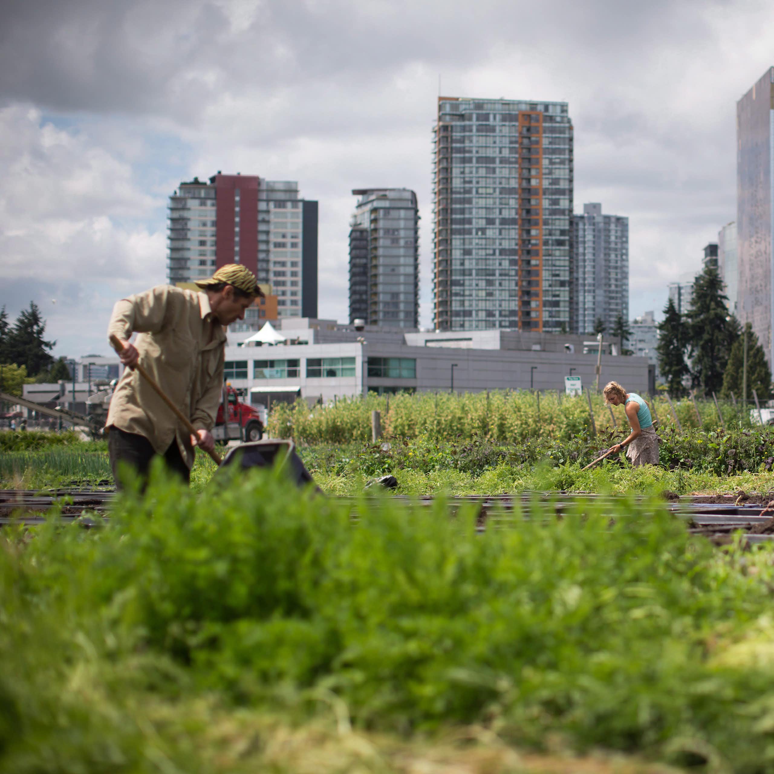 People using farm tools working among green plants. Tall glass buildings and a stadium can be seen in the background
