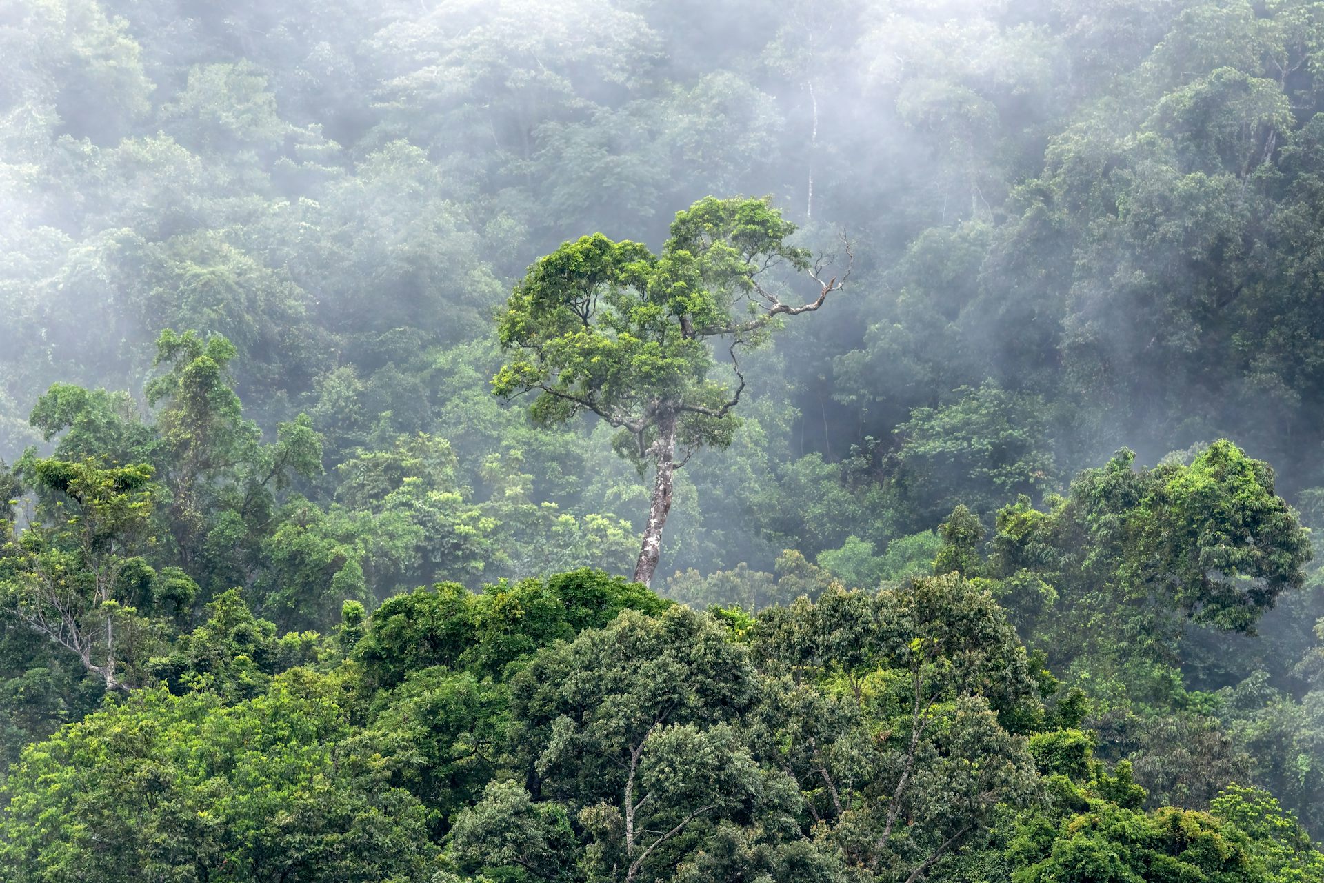 Millions of hectares are still being cut down every year. How can we protect global forests?