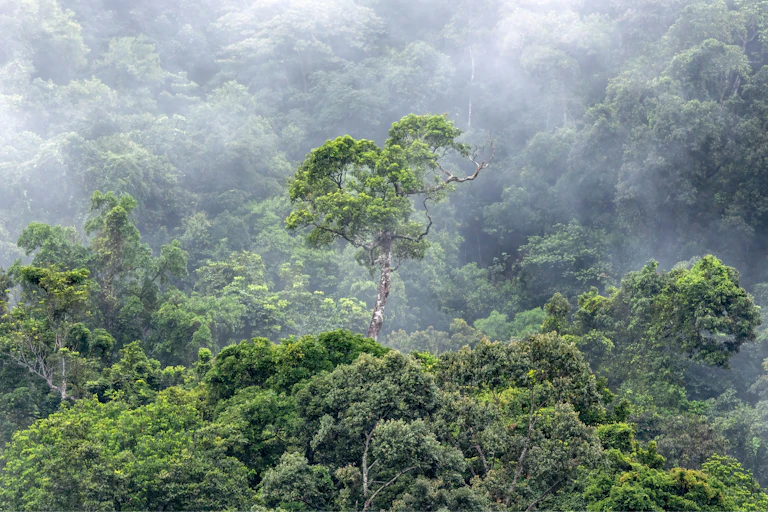 A tree on a ridge in a steamy tropical forest.