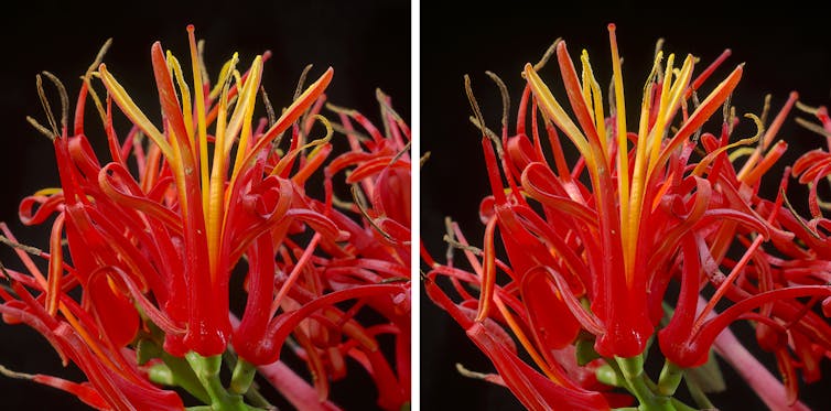Flowers of korukoru.