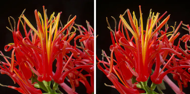 Flowers of korukoru.