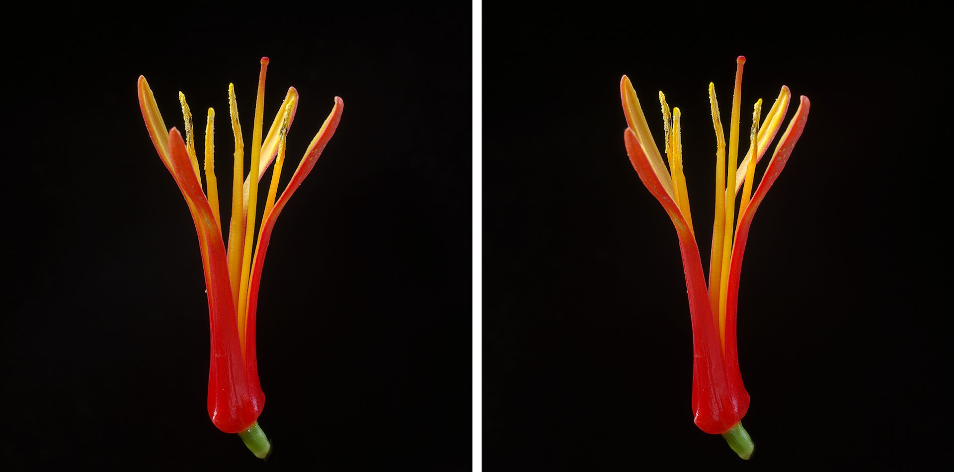 Detail of a korukoru flower