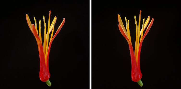 Detail of a korukoru flower