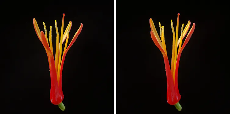 Detail of a korukoru flower