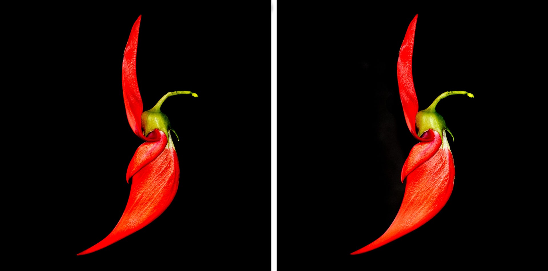 Detail of a single ngutukākā flower