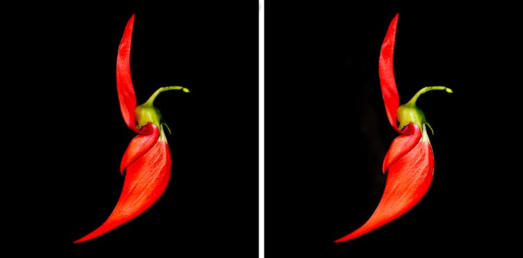 Detail of a single ngutukākā flower