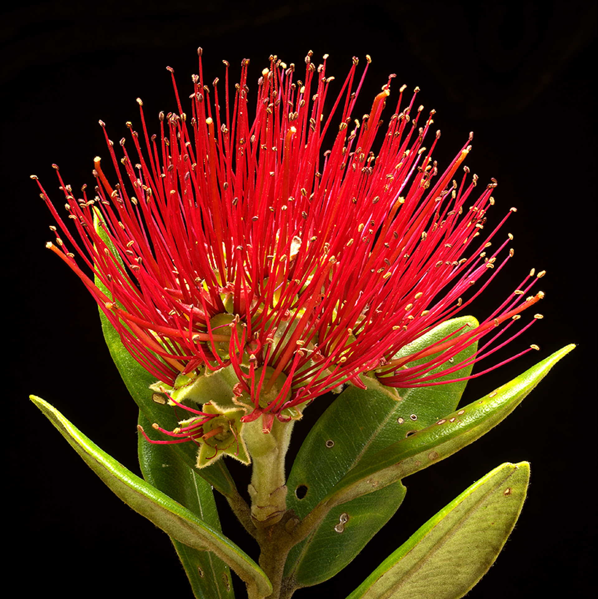 A pōhutukawa flower cluster.