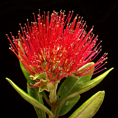 A pōhutukawa flower cluster.