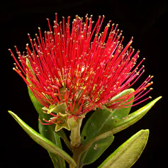 A pōhutukawa flower cluster.
