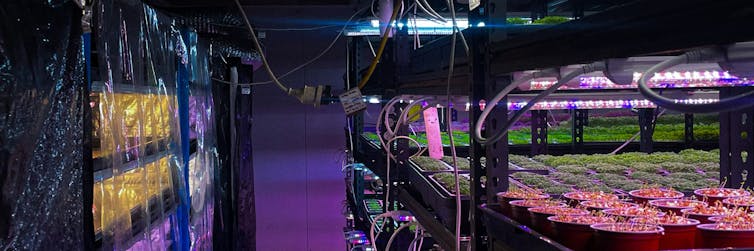 urban farm in sydney.