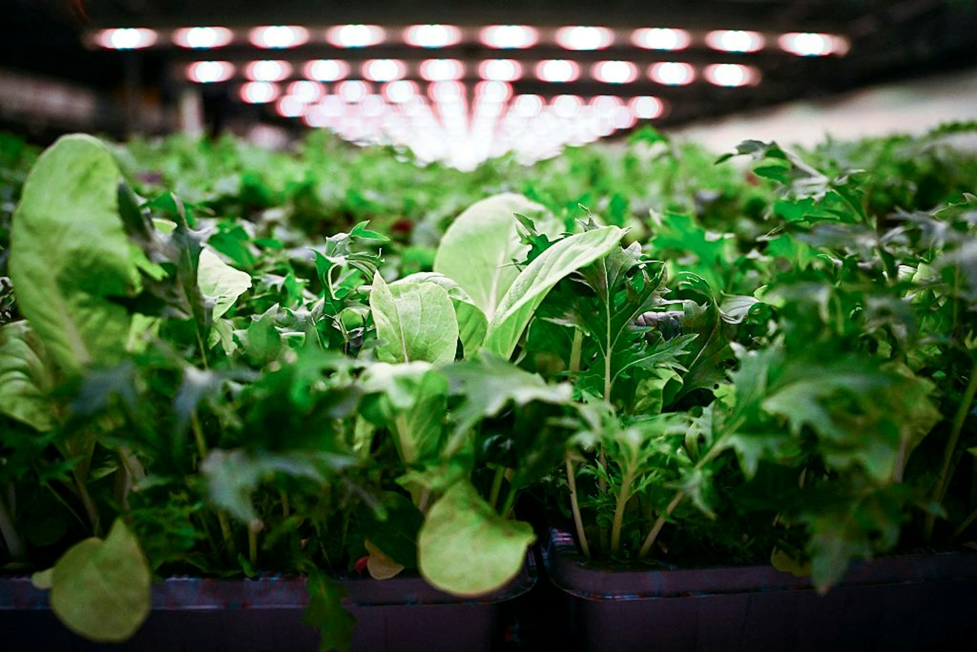 Can smart greenhouses bring back food production in cities?