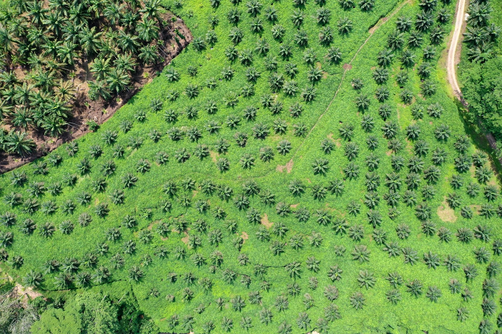 Alam tidak salah, biang keladi banjir Sumatra sebenarnya adalah pemburu rente dan oligarki