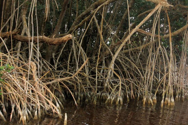 Trees growing in water