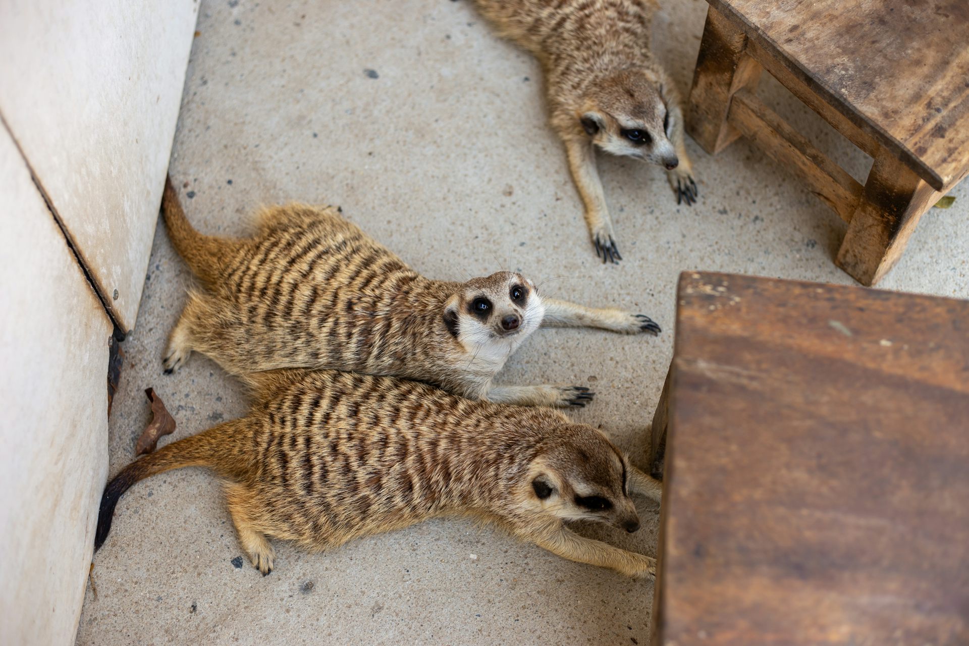 Meerkats lying on concrete floor next to wooden tables.