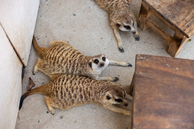 Meerkats lying on concrete floor next to wooden tables.