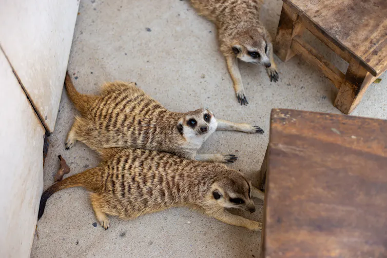Meerkats lying on concrete floor next to wooden tables.