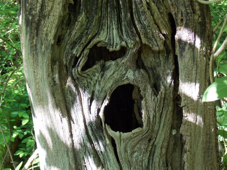Scary face and eye in a tree trunk.
