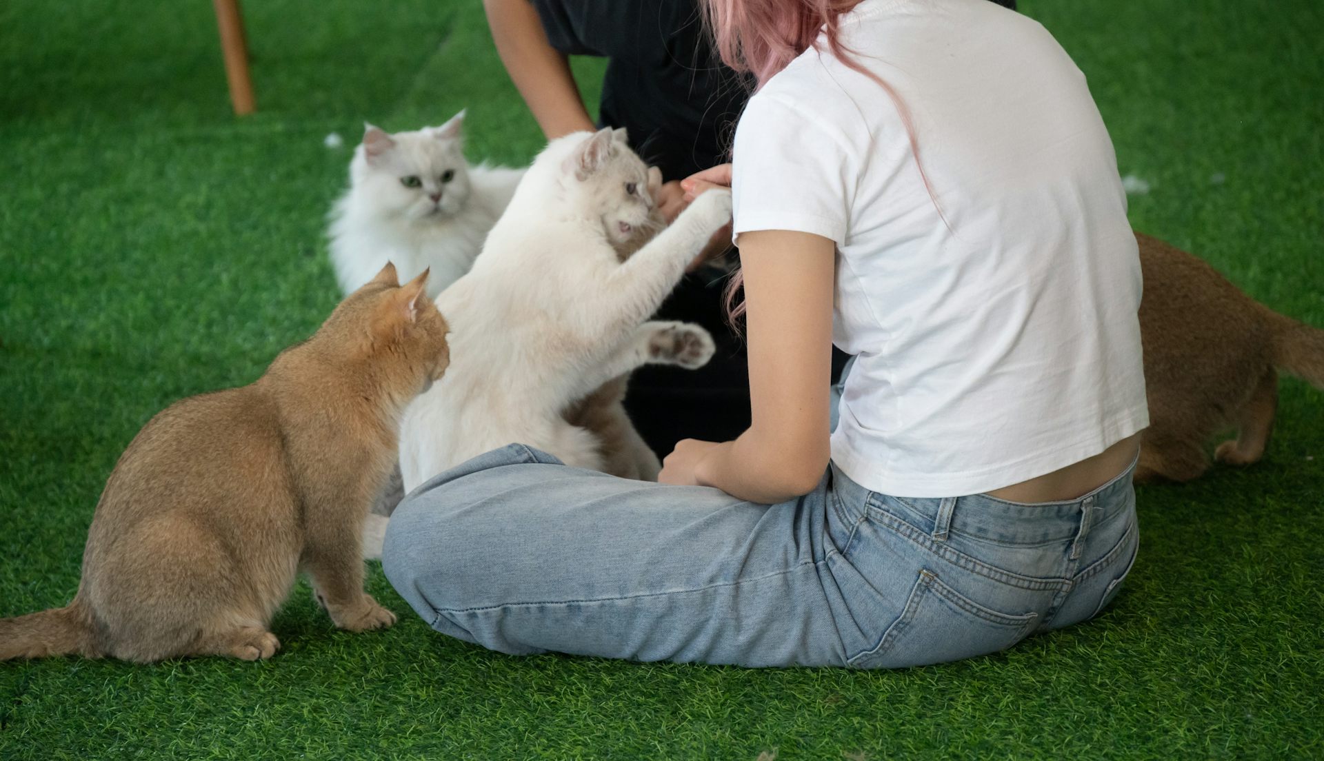 Woman sitting on artificial grass playing with cats.