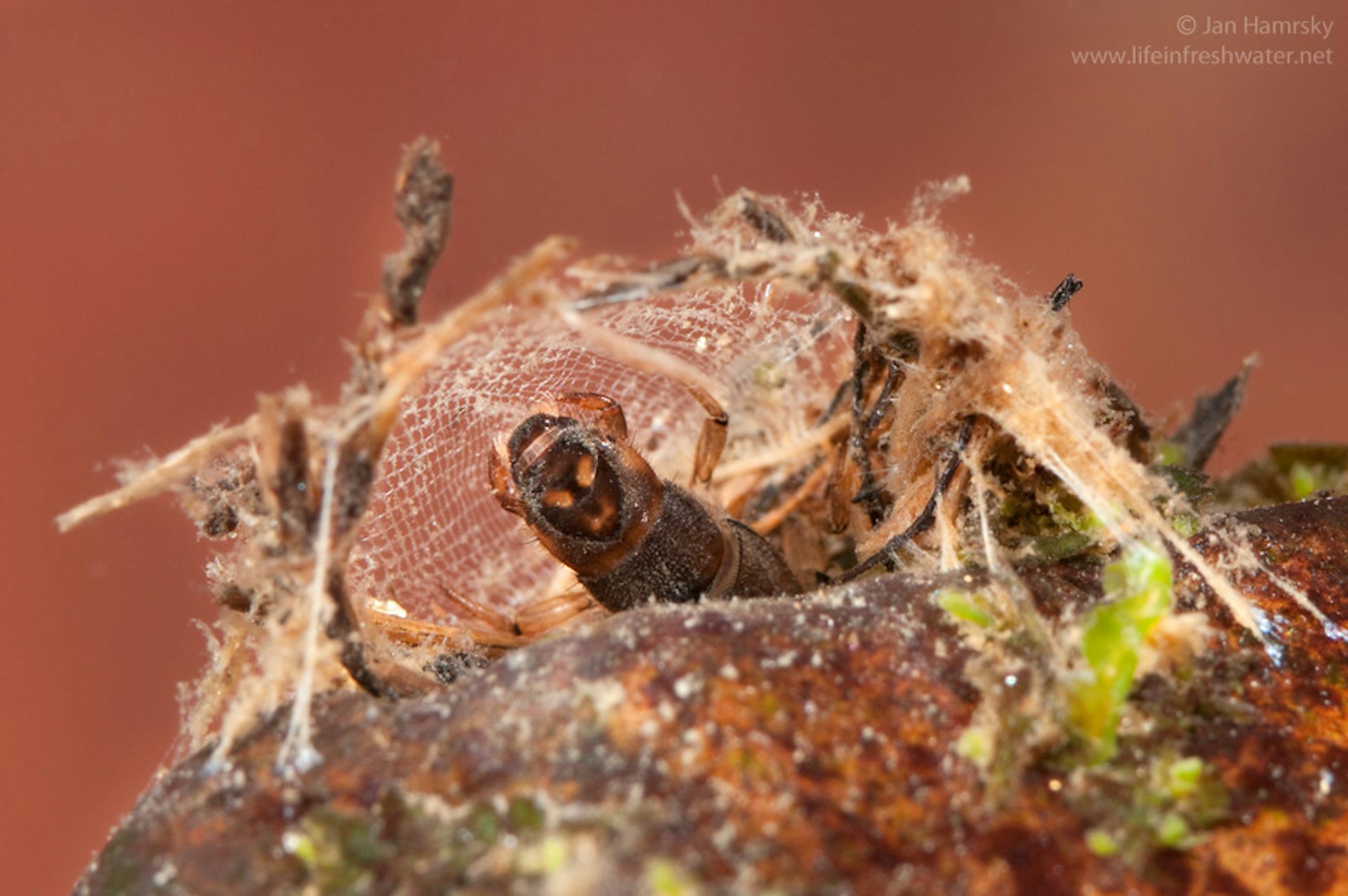 Photographie d'une larve d'hydropsyché dans son filet, attaché à un caillou et à des brindilles.