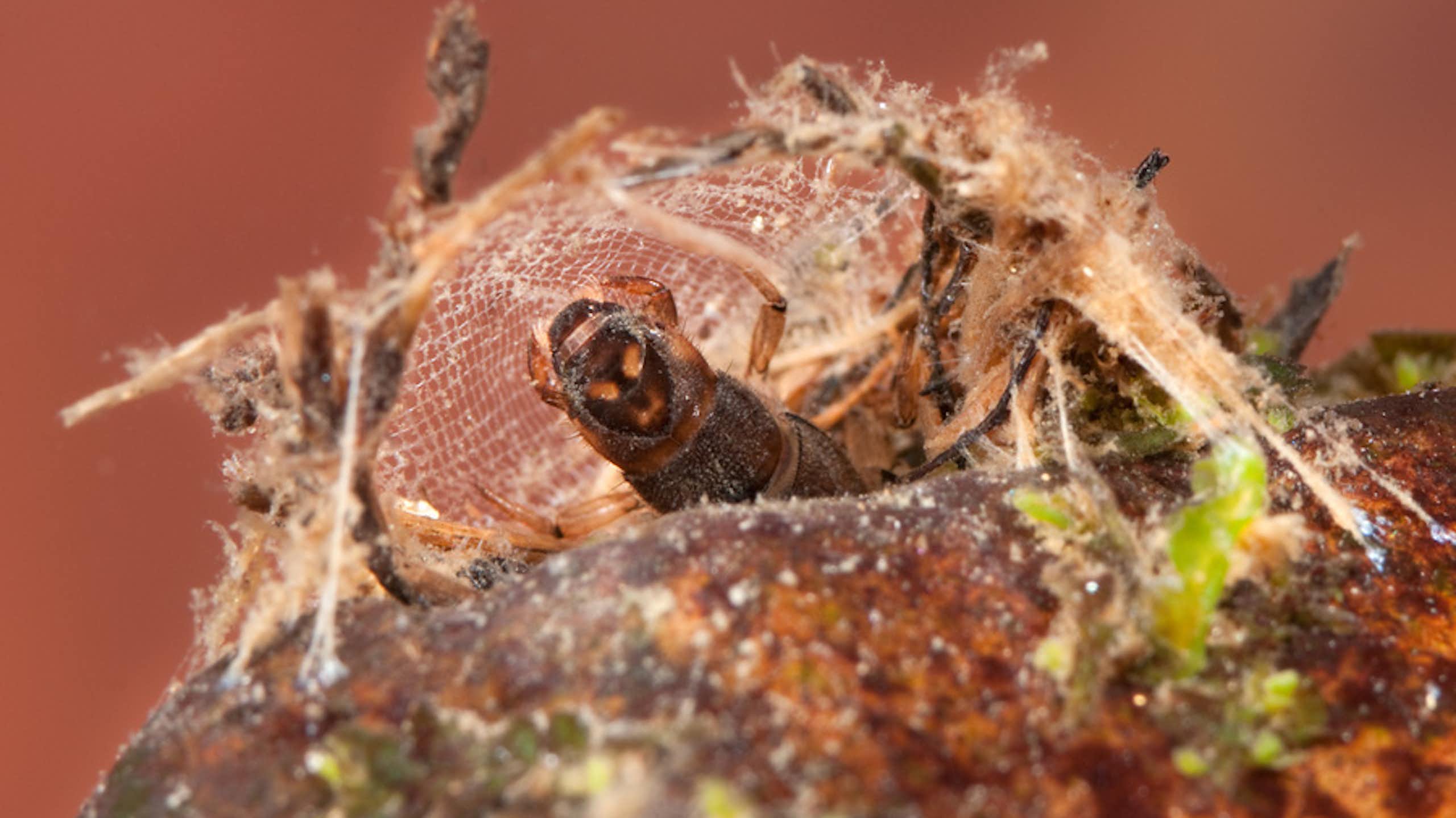 Photographie d'une larve d'hydropsyché dans son filet, attaché à un caillou et à des brindilles.