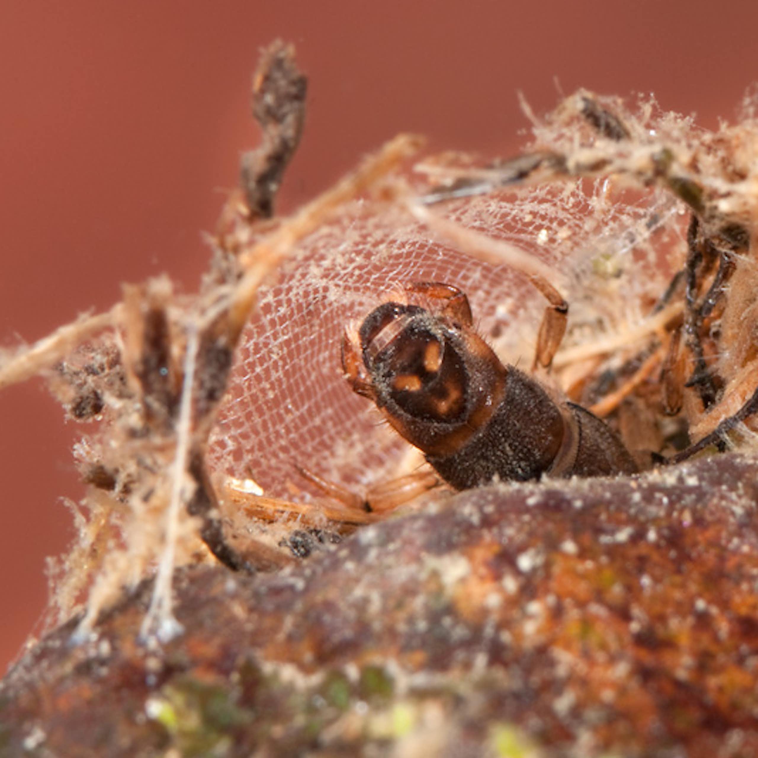 Photographie d'une larve d'hydropsyché dans son filet, attaché à un caillou et à des brindilles.