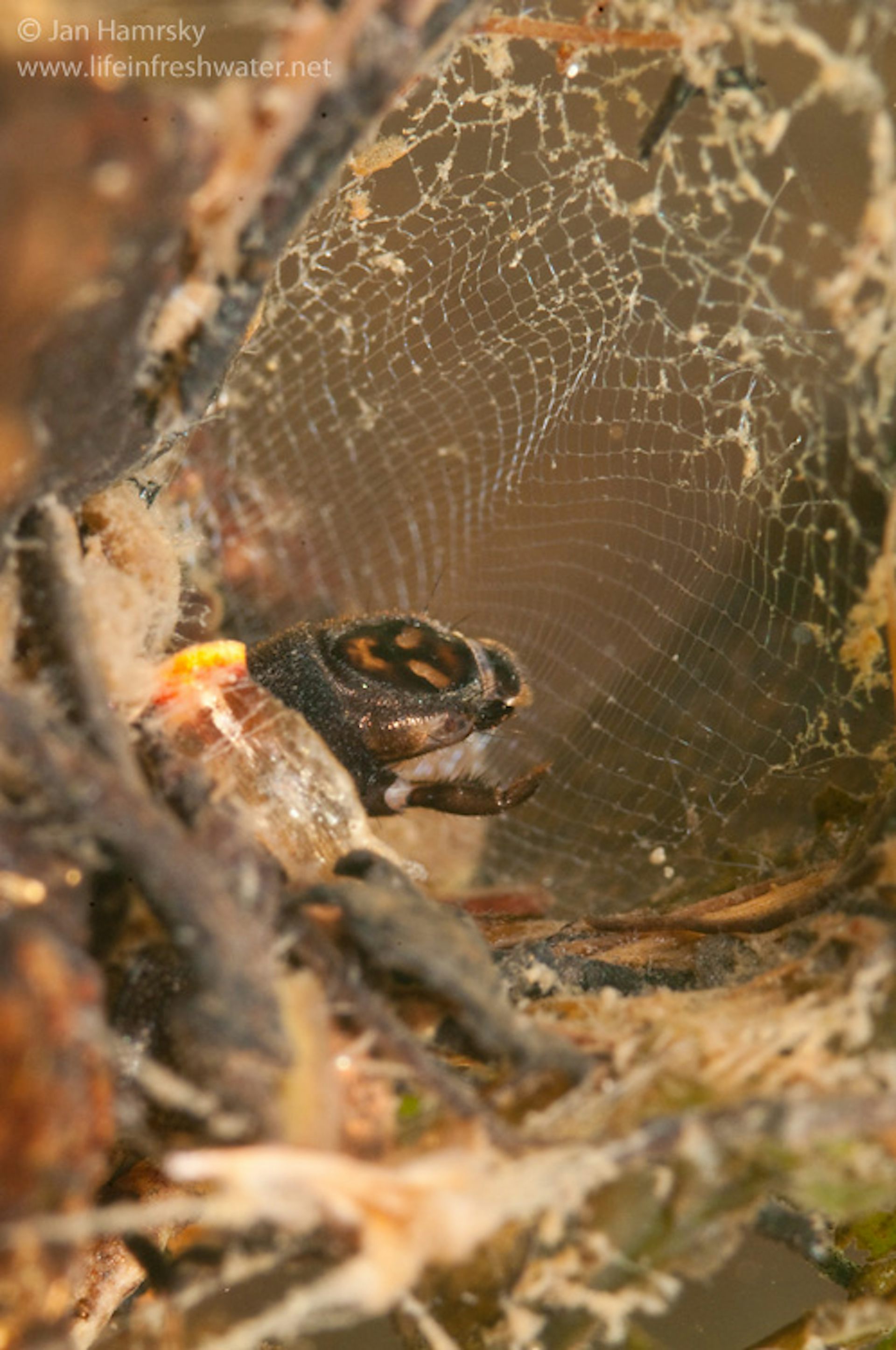 In the close-up, the insect weaves its web again