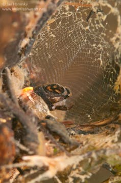 Bugs weave tiny fishing nets in torrents that encourage new fabrics 1 In the close-up, the insect weaves its web again