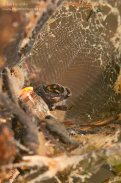 En gros plan, l’insecte retisse le filet