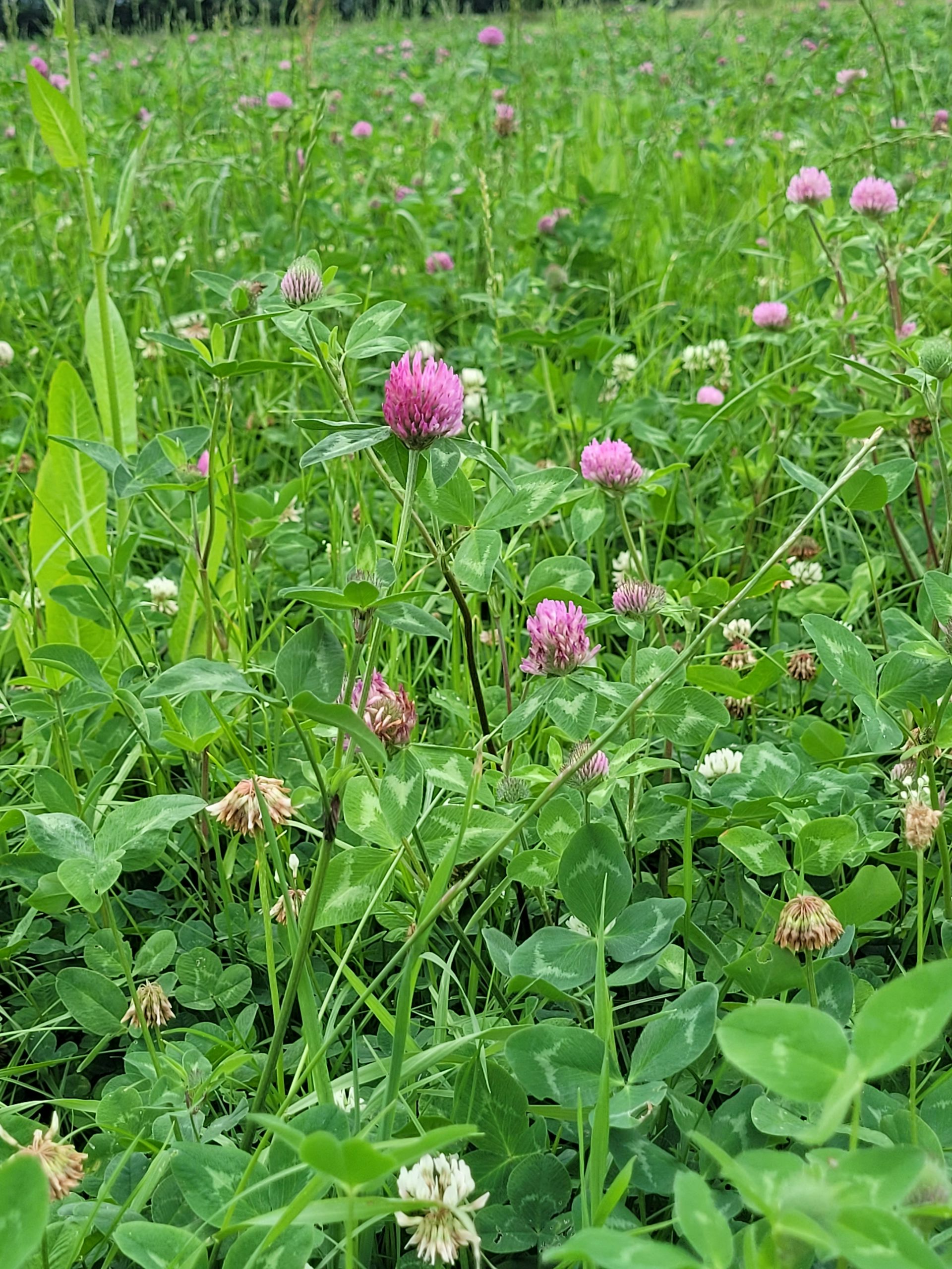 A field with a pink clover growing.