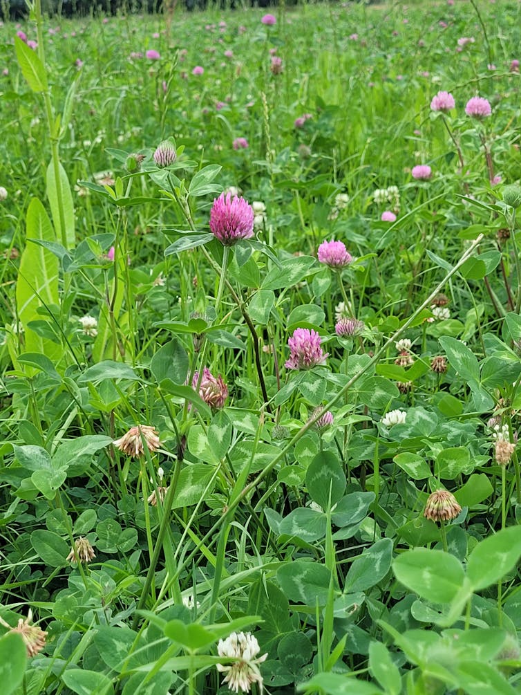 A field with a pink clover growing.