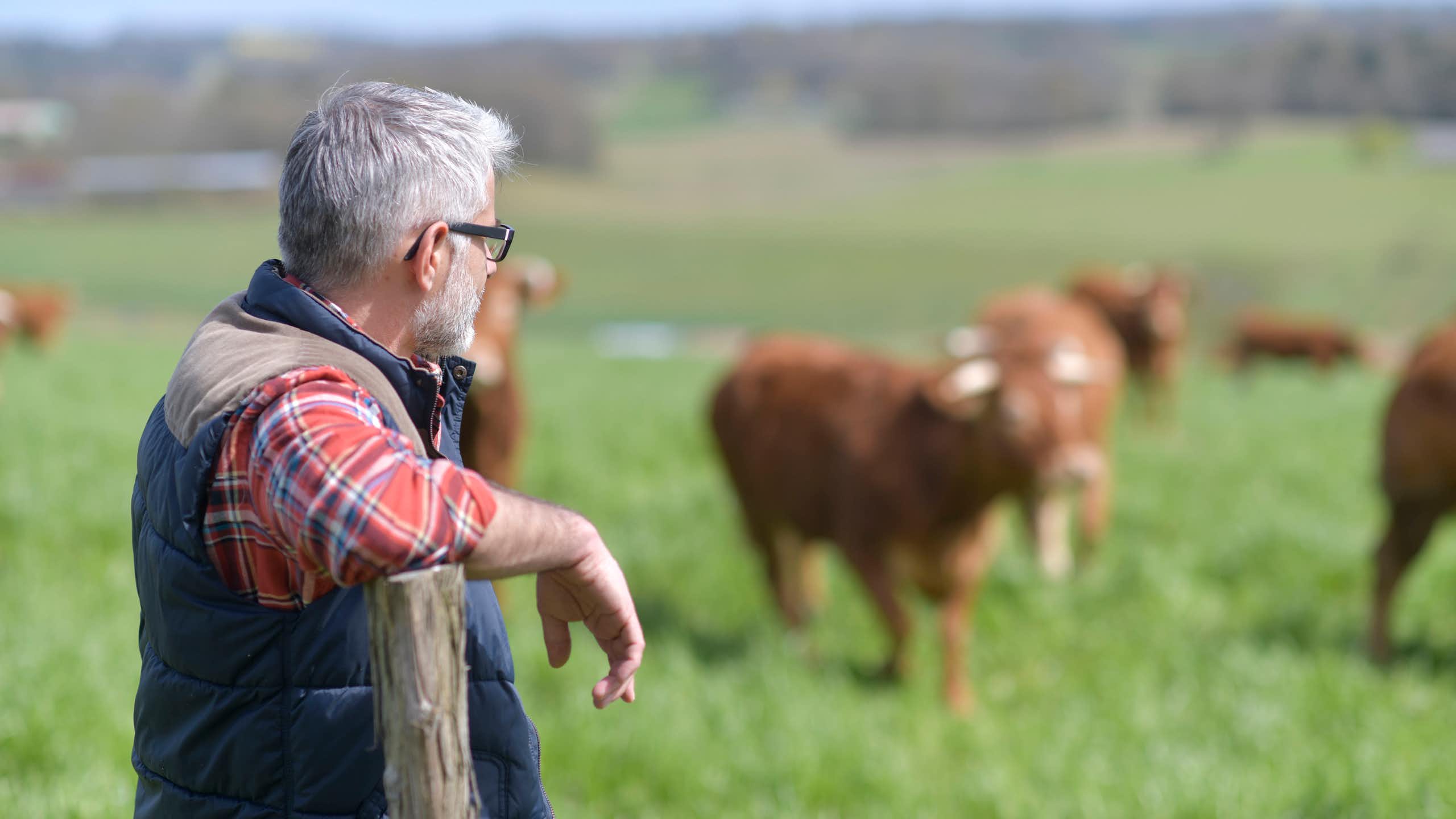 A farmer in a field with a cow in background.