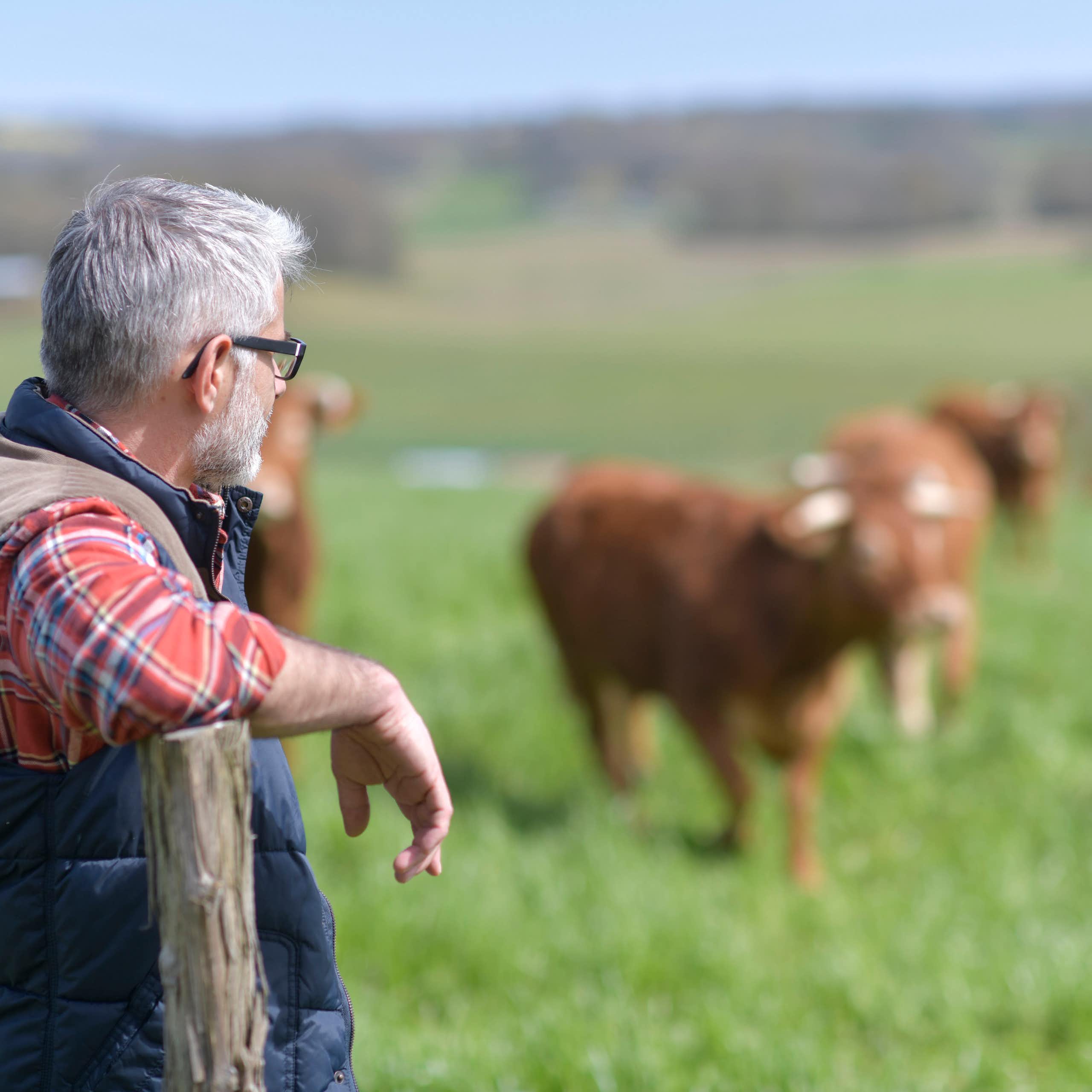 A farmer in a field with a cow in background.