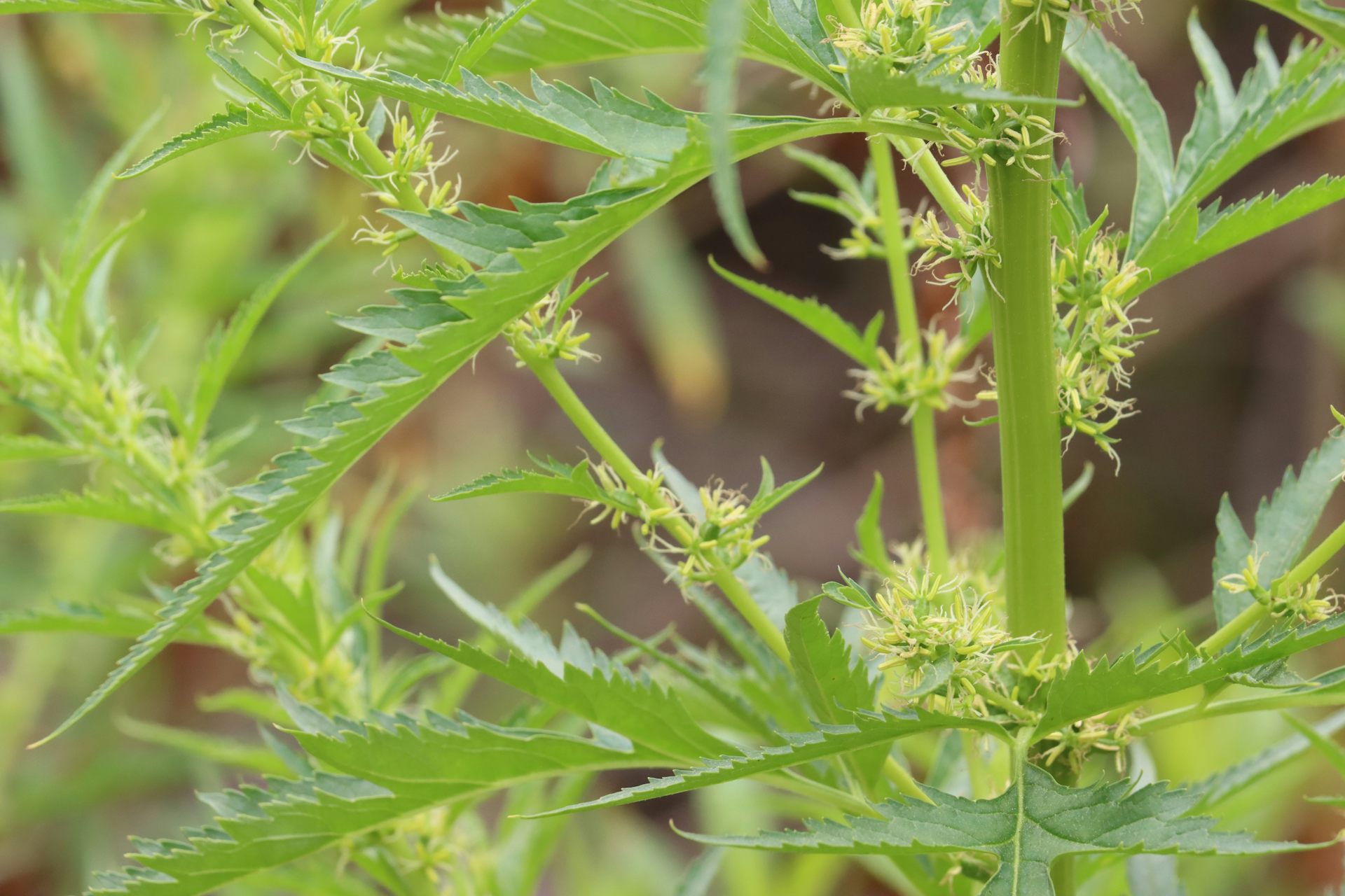 Close up of green herb with thick stem.